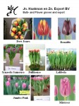 [Picture New Turbo Tulips Haakman 2007 (1).jpg]